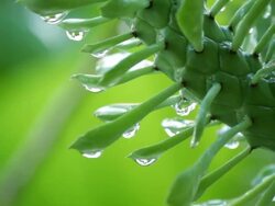 Ornamental  cactus. Stock Footage