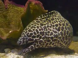 Reticulated morey Stock Footage