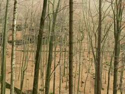 MS Shot of autumnal German mix forest / Dresden, Saxony, Germany  Stock Footage