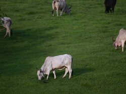 MS PAN white female cows and black male cows feeding in pasture and small black birds accompany two female cows on  ground / Cobano, Puntarenas, Costa Rica Stock Footage