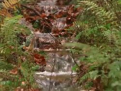 MS Shot of autumnal woodland / Freudenburg, Rhineland Palatinate, Germany Stock Footage