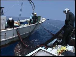 An aging workforce threatens Japan's fishing industry News Clip