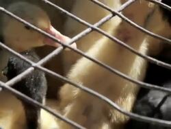 Baby Ducks Stock Footage
