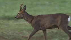 Roe deer Stock Footage