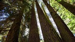 Pan Through Sequoia Forest - Time Lapse Stock Footage