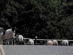 SHEEP CROSS BRIDGE Stock Footage