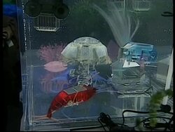 ENTERTAINMENT WEEKLY:ENT5-JAPAN TOYS News Clip