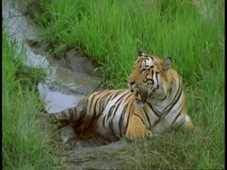 MS Royal Bengal tiger, Panthera tigris tigris, lying in grass and pool, Bandhavgarh National Park, India Stock Footage