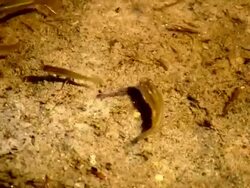 Baby Fish in Shallow Pond Stock Footage