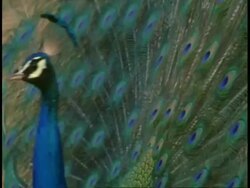Peacock (Pavo cristatus) male display, Bandhavgarh National Park, India Stock Footage