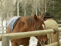 Cowboy saddles his horse Stock Footage