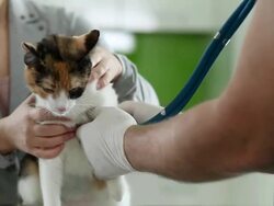 Cat treated by veterinarian Stock Footage