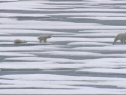 Polar Bear and her cubs in the Arctic News Clip