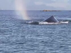 'Medium Long Shot static-A humpback whale surfaces then dives. / Alaska, USA' Stock Footage