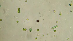 Microorganisms - algae cells Stock Footage