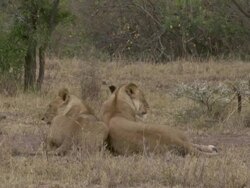 MS ZI Lions playing with each other / Tanzania Stock Footage