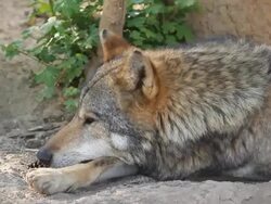 Wolf lying on the ground Stock Footage