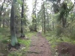 In The Forest Stock Footage