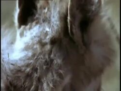 Cheetah watching Stock Footage