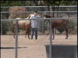 Michael Jackson's ex-wife Debbie Rowe did not attend the pop star's memorial service in Los Angeles on Tuesday. Instead, Rowe could be seen playing with her horses at her Southern California home Instructional Video