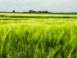 Wheat Stock Footage