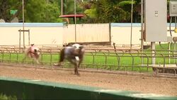 As popularity for greyhound dog racing dwindles, a Florida law is forcing some casinos to keep open their dog tracks in order to sustain their gambling operations. (July 9) News Clip