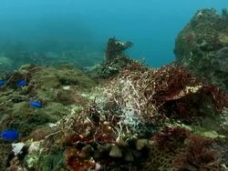 Human-created garbage covered on the coral Stock Footage