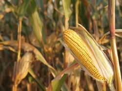 HD DOLLY: Corn On The Cob Stock Footage