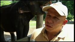 City's zoo helps animals cool off with some frozen treats Instructional Video
