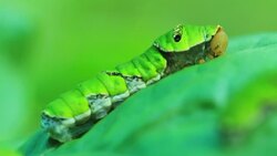 silkworms with leaves on the woven basket Stock Footage