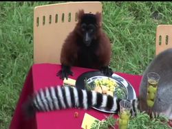 The San Francisco Zoo provided a Thanksgiving feast for its 15 lemurs to give thanks for ongoing conservation efforts in the animals' native country of Madagascar. News Clip