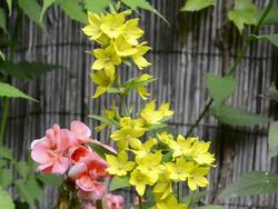 MS Geranium and Yellow Lysimachia vulgarisflowering in garden / Landshut, Bavaria, Germany Stock Footage