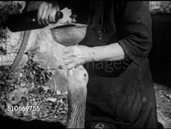 1953: FRANCE: CRAMMING THE GOOSE: VS French woman practicing gavage (force-feeding) w/ funnel in goose mouth, forced food, pouring liquid, helping fowl swallow, taking funnel out of animal's mouth.  Fattening liver, Foie Gras, gourmet, delicacy, pate. Instructional Video