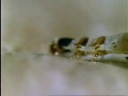 Caterpillar, CU caterpillar disguised as a dead leaf, moves right to left, camouflage/defence, Panama Stock Footage