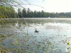 HD DOLLY: Wetland In Mist Stock Footage