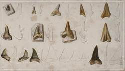 When Sharks Swam the Great Plains Instructional Video