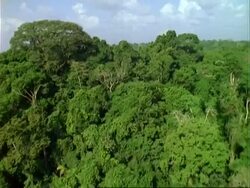 Aerial over Panama rainforest, Barro Colorado Island (BCI).  Panama. Stock Footage