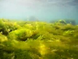 Under sea plants diving Stock Footage