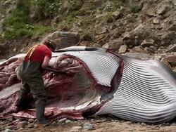AUTOPSY ON A WASHED UP MINKE WHALE BY ZOOLOGICAL SOCIETY OF LONDON Stock Footage