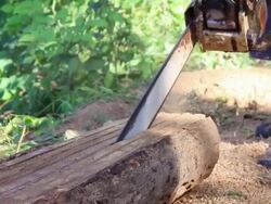 Lumberjack cutting timber tree in forest with chainsaw Stock Footage