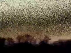 Massive starling flock mid shot Stock Footage