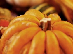 Pumpkin Stock Footage
