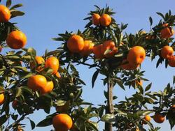 Japanese clementine on a Tree in Japan. Stock Footage