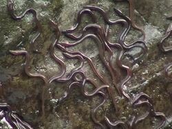 European eel elvers (Anguilla anguilla) migrating upstream, River Teifi, Wales Stock Footage