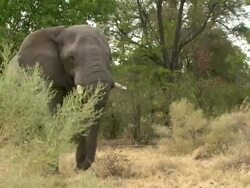 MS Shot of elephant shaking head and moves off to graze / Okavango Delta, North-West District, Botswana Stock Footage