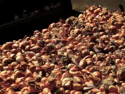 tulip bulb production belt Stock Footage