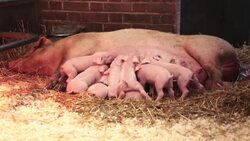 Suckling Pigs... Stock Footage