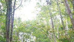 camouflage tent bird photography Stock Footage