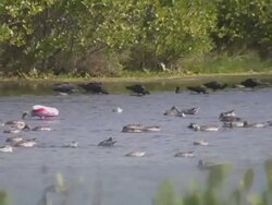 Slow Pan Following a Group of Glossy Ibis Stock Footage