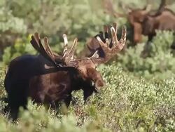 MS Shot of Bull moose (Alces alces) another large bulls in velvet graze on willo sunrise / Ward, Colorado, United States Stock Footage